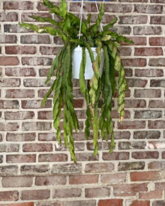 Hurricane Cactus Cutting 6 Inch Epiphytic Lepismium Cruciforme Spiral Stem Plant for Hanging Baskets