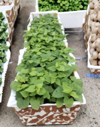 Purple Sweet Potato Slips 10 Count | Ipomoea Batatas Live Cuttings for Garden Planting