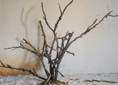 Black Walnut Tree Cuttings 20 Unrooted Hardwood Stems Juglans nigra for Propagation Native Shade Tree
