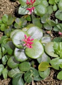 Green Fairy Jade Succulent Cuttings Set of 2 | Crassula multicava Unrooted Live Plant Propagation