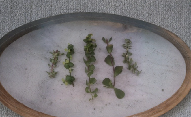 Collection of 9 Portulacaria Succulent Cuttings Assorted Elephant Bush Varieties for Propagation