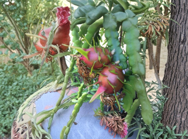 Red Dragon Fruit Cuttings 9-14" Hailey’s Comet Unrooted Pitaya Cactus for Growing