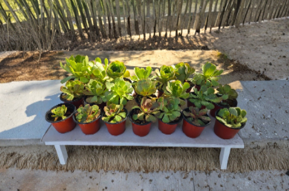 Aeonium Succulent Cluster Live Plant - 4 Inch Potted Green Rosette Succulent - Aeonium spp.