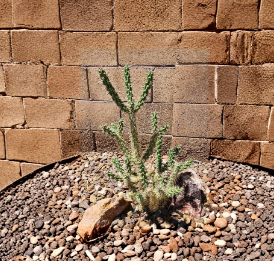 Cylindropuntia Imbricata Tree Cholla Live Cactus Cutting Desert Native Succulent for Xeriscape and Rock Gardens