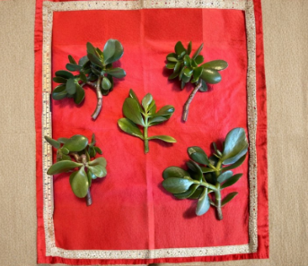 Crassula Ovata Jade Plant Cuttings 5 Pack 3-5 Inch Green or Red Tipped Succulent Stems for Propagation