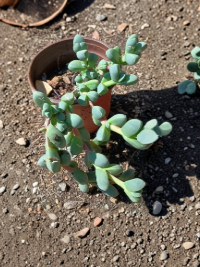 Corpuscularia Lehmannii Ice Plant Succulent Live Rooted Plants 4-6 Inches Indoor Container Plant
