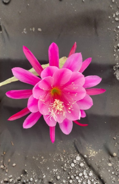 Epiphyllum Grand Prize Pink Orchid Cactus Rooted Plant in 3-Inch Pot, Tropical Flowering Houseplant, Indoor or Patio