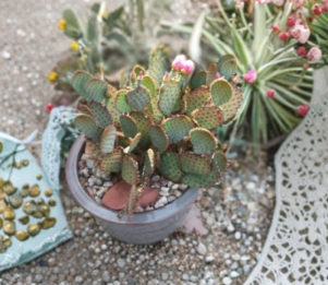Opuntia Beaverita Cactus Pad | Pink Flowers & Purple-Toned Pads | Opuntia basilaris × Santa Rita Hybrid Live Cutting