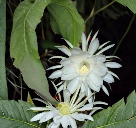 Epiphyllum oxypetalum Cuttings - 4 Segments, Orchid Cactus, Queen of the Night, Night-Blooming Cactus, Live Plant Propagation