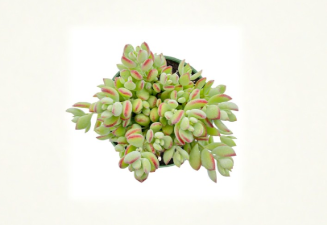 Succulent Plant - Trailing Cotyledon Pendens in 4-Inch Pot - Indoor Decor, Hanging Display, Rooted Live Plant, Green to Grey-Green Foliage