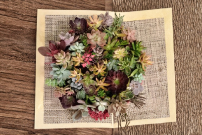 Succulent Cuttings Set of 50 Assorted Varieties Including Rare Species Live Unrooted Collection for Propagation and DIY Projects