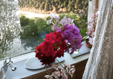 Ivy Geranium Cuttings - 12 Unrooted Pelargonium peltatum Mixed Color Trailing Plants for Hanging Baskets
