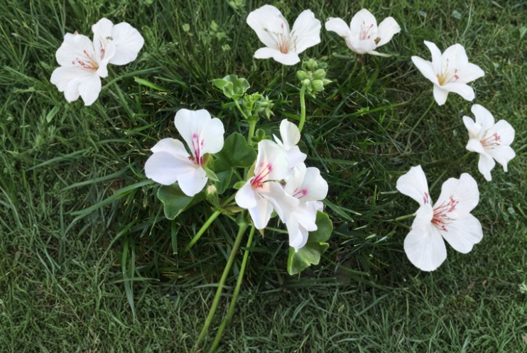 Ivy Geranium Cuttings Soft Pink Pelargonium peltatum Trailing Flowering Plant for Rooting Hanging Baskets