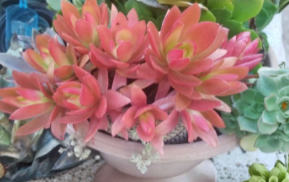 Campfire Succulent Cuttings – 3 Unrooted Crassula capitella ‘Campfire’ Propagation Plants