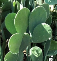 Spineless Nopales Cactus Pads Unrooted Cuttings Lot of 3 Opuntia ficus-indica Edible Prickly Pear