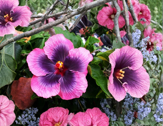 Hibiscus moscheutos Starter Cuttings – Rose Mallow Hardy Perennial Flowering Plant, 7 Count