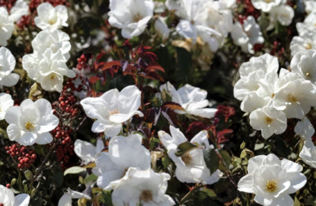 White Knock Out Rose Cuttings 6-8 Inch Unrooted Rosa ‘White Knock Out’ Shrub Rose Propagation