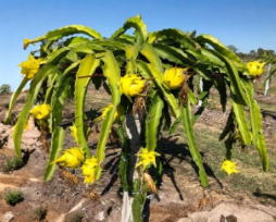 Yellow Dragon Fruit Potted Cutting – 8–12 Inch Selenicereus megalanthus Pitaya Plant for Garden or Container Growth