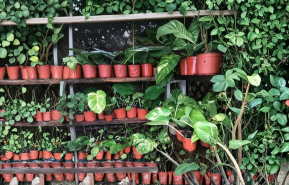 Jade Pothos & Golden Pothos Cuttings Combo 4-6 Inch Unrooted Epipremnum Aureum Indoor Houseplant