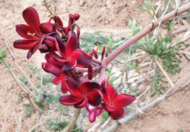 Plumeria Simply Red Cutting - Unrooted Tropical Frangipani Stem for Propagation, Red Flowers, Patio & Garden Plant