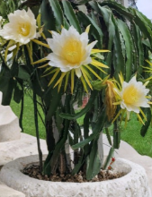 Robles Red Dragon Fruit Cutting 8-10 Inches Hylocereus Undatus Climbing Cactus Plant