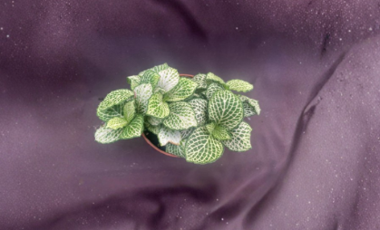 Fittonia Purple Snow Anne Live Plant 3 Inch Pot Nerve Plant with Purple and White Veined Foliage, Tropical Houseplant, Rooted Indoor Plant