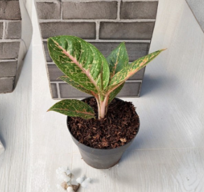 Aglaonema Queen Red Valentine Rooted Starter Plant - Pink Red Green Foliage Indoor Houseplant