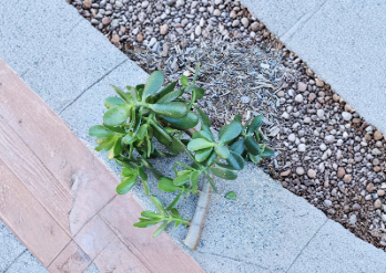 Large Jade Plant Cutting – Unrooted Crassula Ovata Succulent for Propagation, Green Houseplant, 1 Inch Diameter