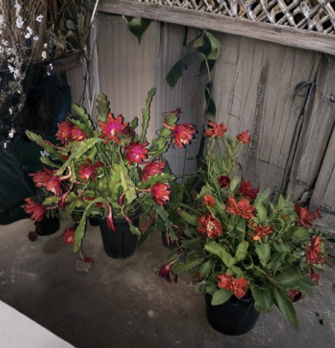 Epiphyllum Orchid Cactus Cuttings – Purple Orange Blooms – 8-14 Inches – Epiphytic Cactus for Propagation & Hanging Baskets