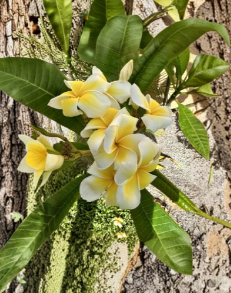 Plumeria Cutting 6-8 Inches Yellow Frangipani Temple Tree Live Unrooted Tropical Flowering Plant
