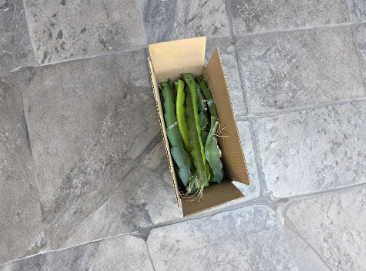 Labeled Dragon Fruit Cuttings 8-14 Inches for Propagation Selenicereus / Hylocereus