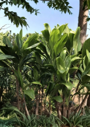 Hawaiian Green Ti Leaf Cuttings | 6 Inch Cordyline fruticosa Tropical Foliage Propagation Logs