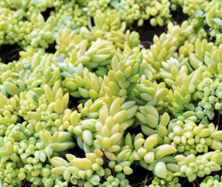 Succulent Cuttings - Burro’s Tail (Sedum morganianum) Unrooted Lot of 3, Trailing Houseplant, Blue-Green Foliage