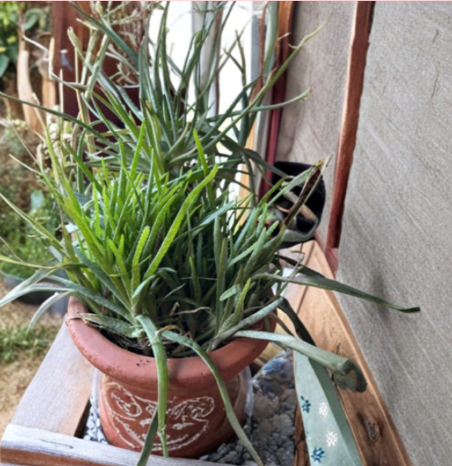5 Rooted Aloe Vera Chinensis Plants | 6-8 Inch Succulents | Green Rosette Succulents for Indoor & Outdoor Gardens