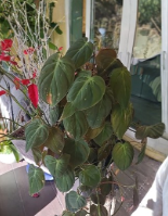 Philodendron Micans Cutting – Unrooted Vine Propagation Starter with 2 Nodes, Indoor Houseplant, Trailing Green & Bronze Foliage