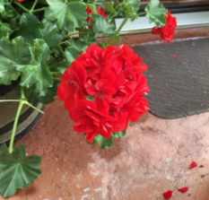 Geranium Mountie Red Pelargonium Cuttings – Bright Red Flowers, Garden Plant, Container & Border, Unrooted Pelargonium Sport