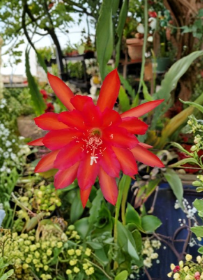 Epiphyllum Fayette Unrooted Cuttings 8-10 Inch Orchid Cactus Hybrid for Propagation, Trailing Epiphytic Cactus Plant
