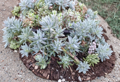 Sedum Blue Spruce Cuttings 10 Pack - Trailing Ground Cover Succulent for Rock Gardens & Borders, Cold Hardy Sedum reflexum