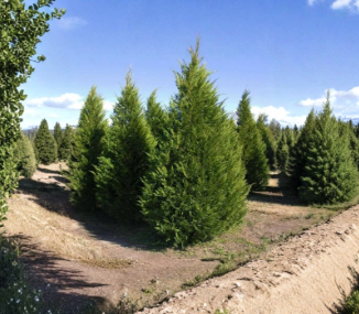 20 Leyland Cypress Tree Cuttings Unrooted Evergreen Hedge Plants for Privacy Screen - × Cuprocyparis leylandii