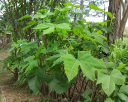 Chaya Cuttings 7-8 Inches, Spinach Tree Propagation, Cnidoscolus aconitifolius, Tropical Shrub, Green Foliage, 3 Pack