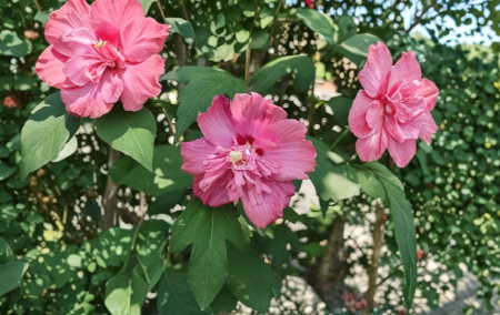 Unrooted Hibiscus Syriacus Freedom Rose of Sharon Cuttings Double Pink Flowers for Propagation, Shrub Stems