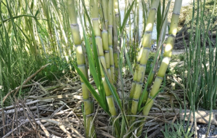 Sugarcane Live Plant Cuttings Set of 2 | Saccharum officinarum Tropical Grass with Leaves for Garden or Container