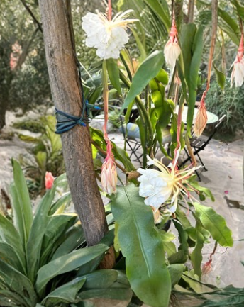 Epiphyllum oxypetalum Cutting - Queen of the Night Orchid Cactus - White Blooming Plant Segments for Propagation