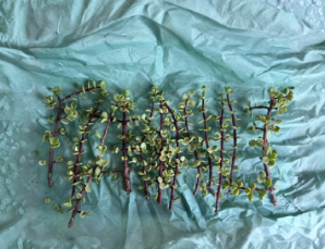 Portulacaria Afra Variegata Elephant Bush Unrooted Cuttings Set of 12 | Rainbow Succulent Propagation | Variegated Green, Cream & Pink Foliage