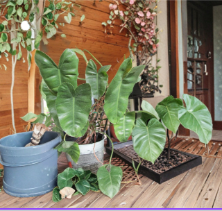Arrowhead Plant Rooted Cuttings – Large Leaf Syngonium podophyllum Indoor Tropical Houseplant
