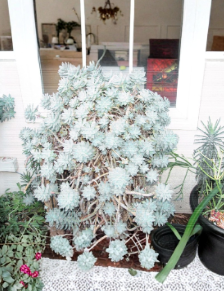 Graptopetalum Ghost Plant Cutting Succulent Unrooted Stem for Propagation Indoor Outdoor Garden
