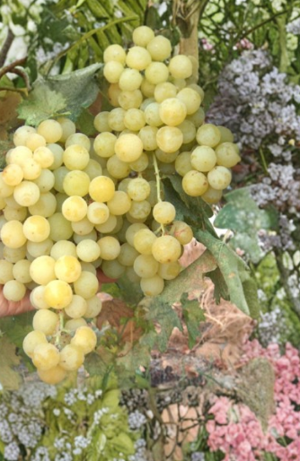 Sugar Sweet Seedless Grape Vine Cuttings, Grafting Scion Wood, Vitis, Perennial Fruit Vine