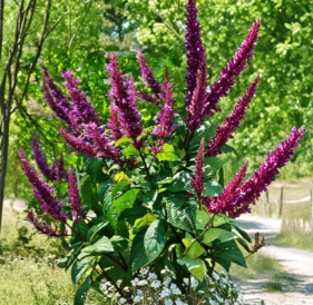 Purple Firespike Plant Cuttings Set of 6 | Odontonema spp. Tropical Flowering Shrub for Propagation