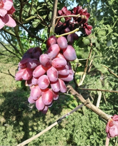 Rizamat Grape Cuttings 5 Vitis vinifera Fruit Vine for Rooting or Grafting, Table Grape Plant for Home Vineyard