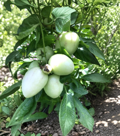 Pepino Melon Cuttings Vista Variety Solanum muricatum – Live Plant Starter Set of 6 for Garden & Container Growing